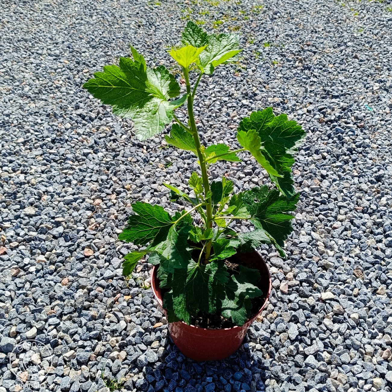 Obrázok Josta - kríženec ríbezle a egreša (Ribes nidigrolaria) - stredne skorá 100-120 cm, kont. C2L - KRÍKOVÁ